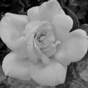 Meet your Posher, Sonia